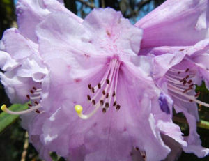 涼山杜鵑 涼山杜鵑