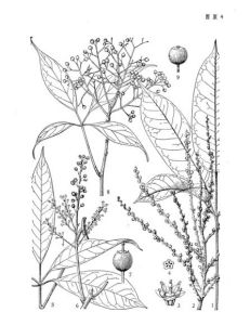 紅河鵝掌柴(原變種) 紅河鵝掌柴(原變種)