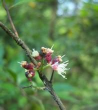 思茅蒲桃 思茅蒲桃