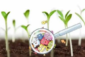 土壤微生物群落 土壤微生物群落