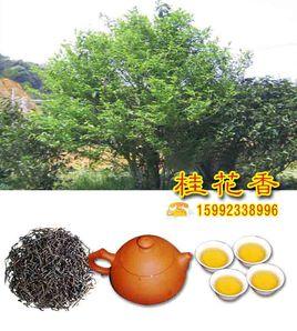 桂花香單樅 桂花香單樅