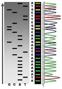 自動化chain-termination DNA測序結果的一個例子