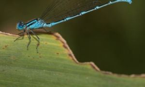 狹翅豆娘 狹翅豆娘