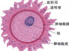 卵泡萎縮 卵泡萎縮