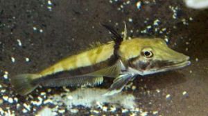 勃氏犬齒鰳 勃氏犬齒鰳