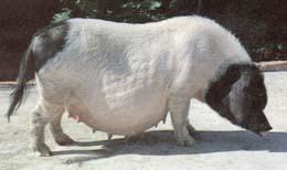 華中兩頭烏豬 華中兩頭烏豬