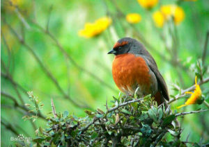 桂胸歌鵐 桂胸歌鵐
