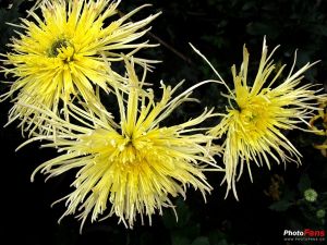 銀江毛刺 銀江毛刺