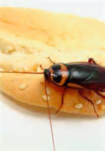 蟑螂問題 蟑螂問題