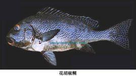 胡椒鯛屬 胡椒鯛屬