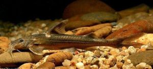 大紋胸鮡 大紋胸鮡