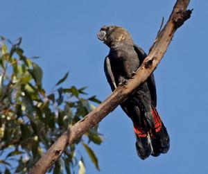 輝鳳頭鸚鵡 輝鳳頭鸚鵡