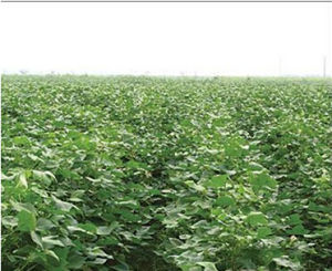 皖棉13號 皖棉13號