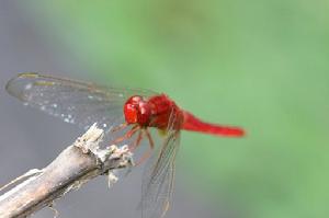 猩紅蜻蜓