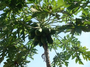 雲南省潞西市遮放鎮戶拉村弄門自然村