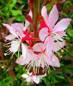 紫葉千鳥花 紫葉千鳥花