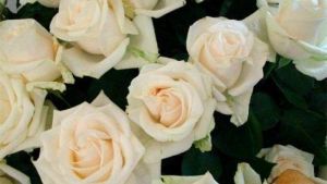 天牧玫瑰園 天牧玫瑰園