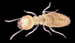 台灣台灣乳白蟻