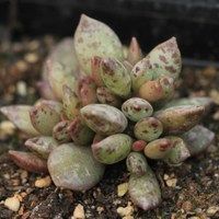 密花水錦樹 密花水錦樹