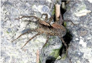 溝渠豹蛛 溝渠豹蛛