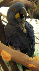 李爾金剛鸚鵡 李爾金剛鸚鵡