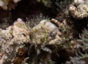 不規則腔腺藻 不規則腔腺藻