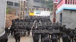 湖南偉艷黑山羊養殖場 湖南偉艷黑山羊養殖場