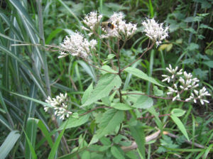 白頭婆(原變種) 白頭婆(原變種)