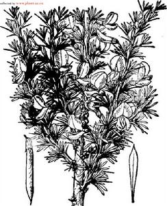 變色錦雞兒 變色錦雞兒