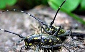 茶樹天牛 茶樹天牛