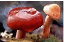 異養生物 異養生物