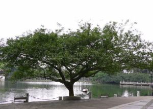 濰坊市人民公園