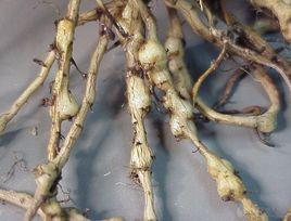 青棗根線蟲 青棗根線蟲