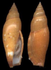 筆頭鳳凰螺 筆頭鳳凰螺