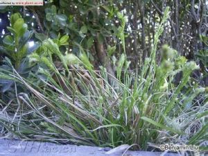 遵義薹草 遵義薹草