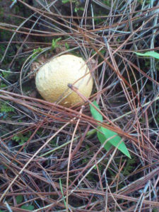 硬皮馬勃 硬皮馬勃