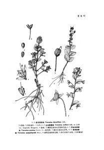 彎果婆婆納 彎果婆婆納