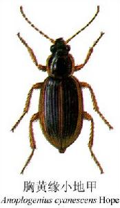 胸黃緣小地甲 胸黃緣小地甲