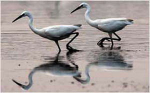 儋州屋基村白鷺鳥市級自然保護區 儋州屋基村白鷺鳥市級自然保護區
