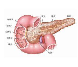 關於胰腺 關於胰腺