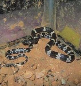 雙全白環蛇 雙全白環蛇