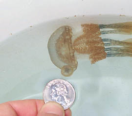 圖中滿天星水母正在無性生殖