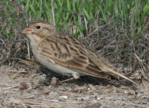 鐵爪鵐屬 鐵爪鵐屬