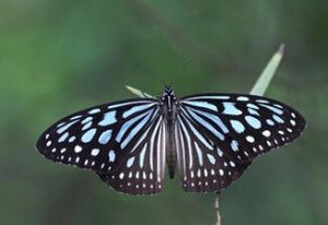 默紫斑蝶 默紫斑蝶