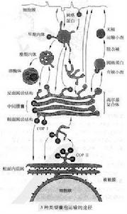 囊泡轉運 囊泡轉運