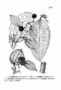 紅土茯苓 紅土茯苓