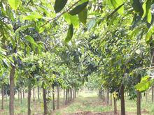 黃葛樹，西南黃桷樹村