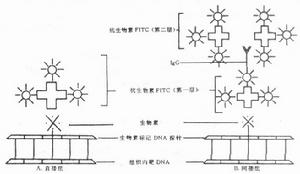 核酸探針 核酸探針