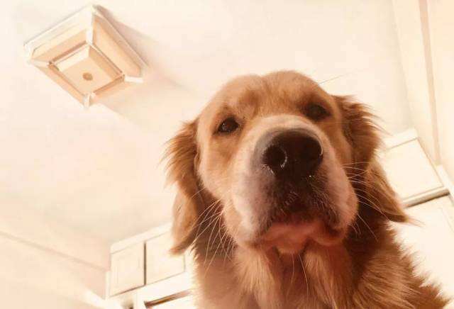 狗狗為什麼喜歡盯著主人睡覺?