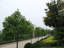 固始縣慈濟高中春景